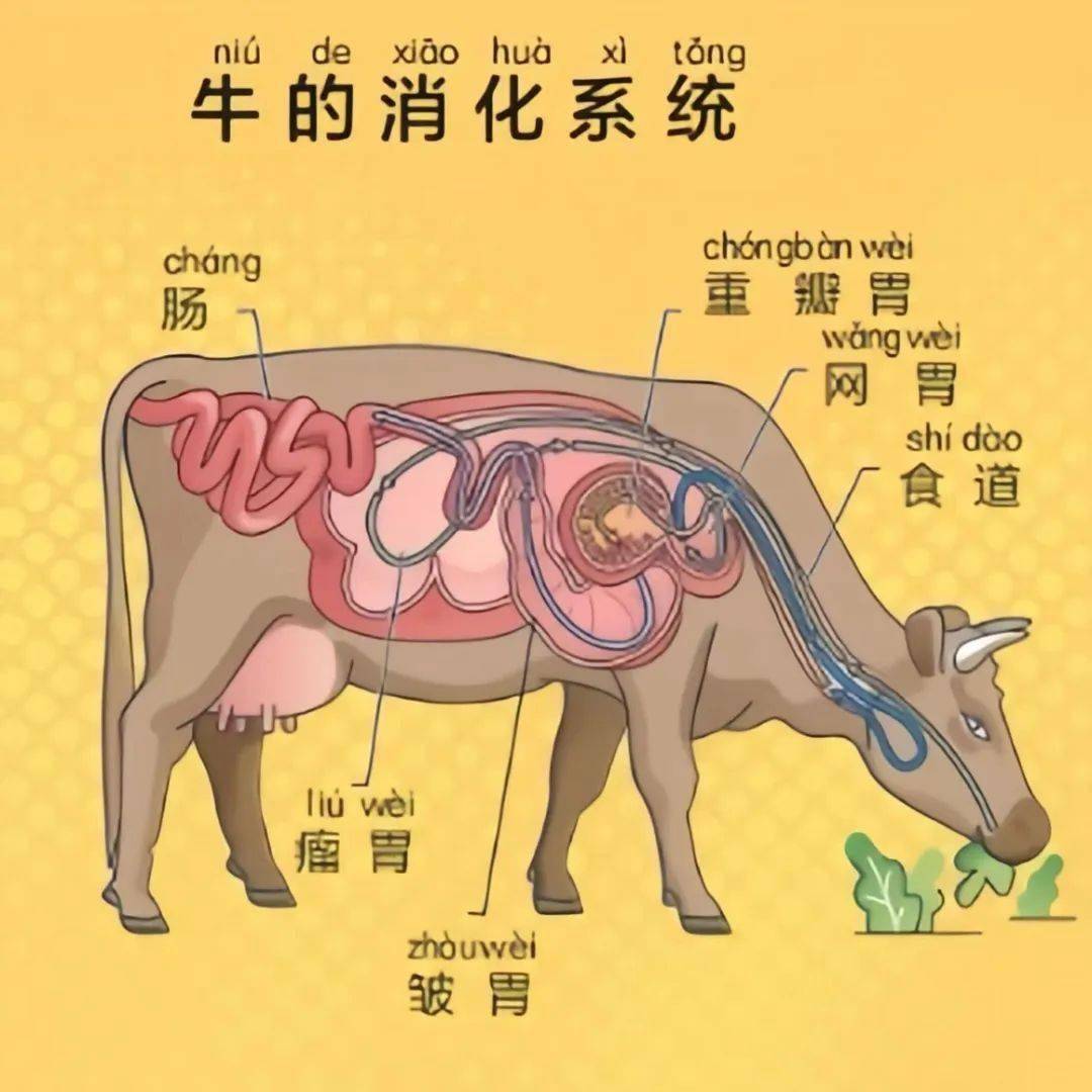别小看牛!它们打嗝,放屁,就能影响全球气候!