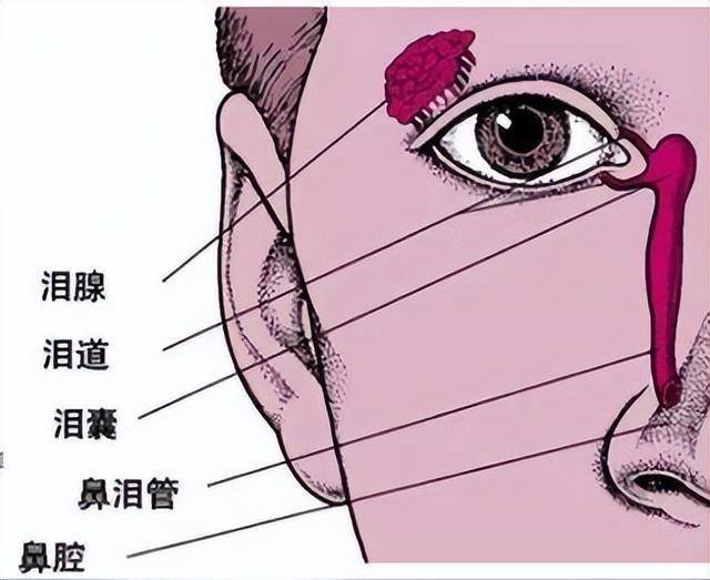 盐分_泪腺_渗透压