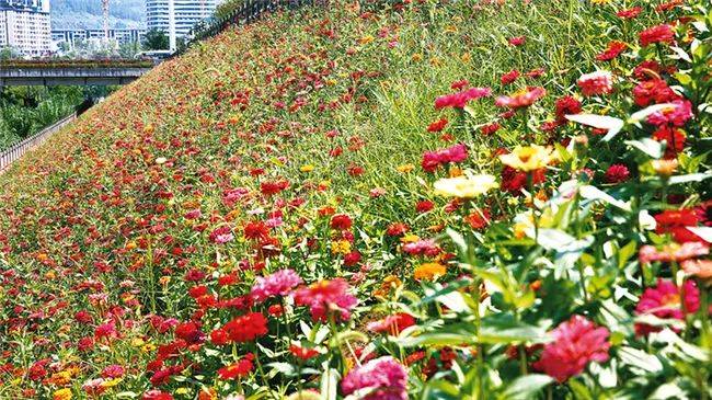 【环球360网址普法宣传】城市绿化不可破坏 园林城市你我共建(图2)