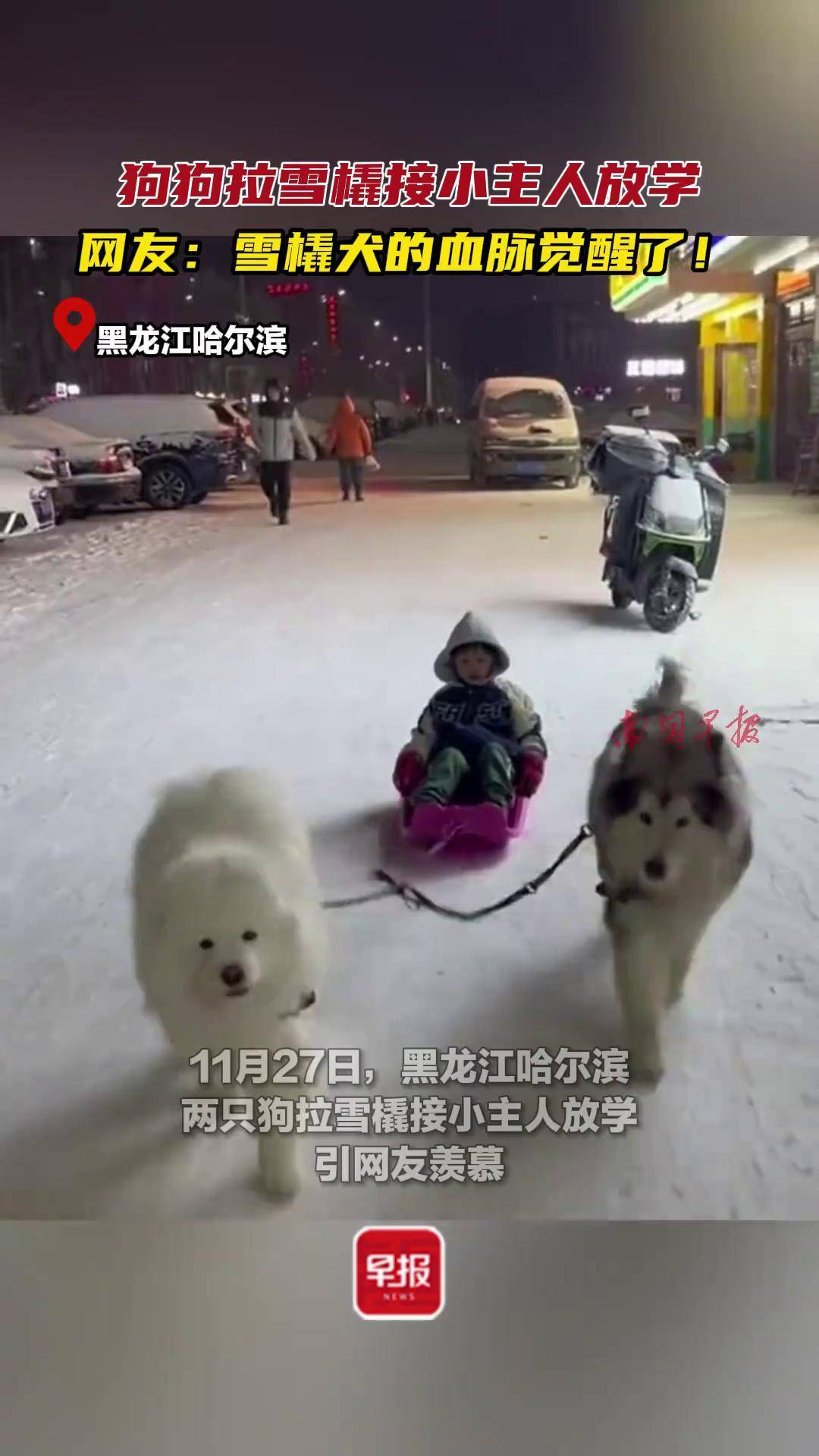 塞帕拉雪橇犬图片