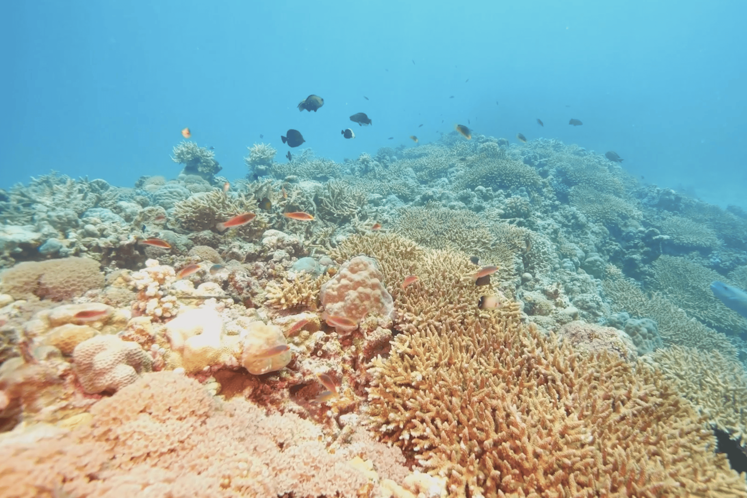 追光者|我在南海种珊瑚