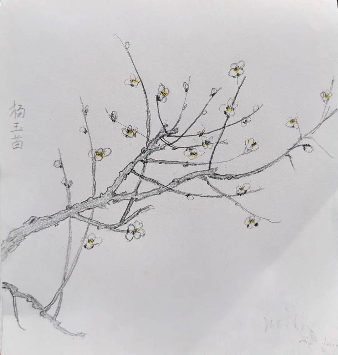 画说博物活动回顾丨冬日暖阳共绘梅好