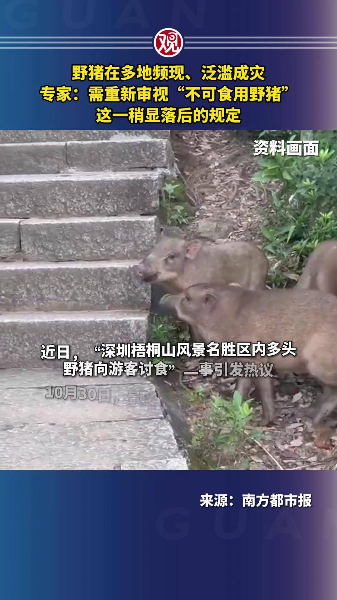 浙江野猪泛滥成灾图片