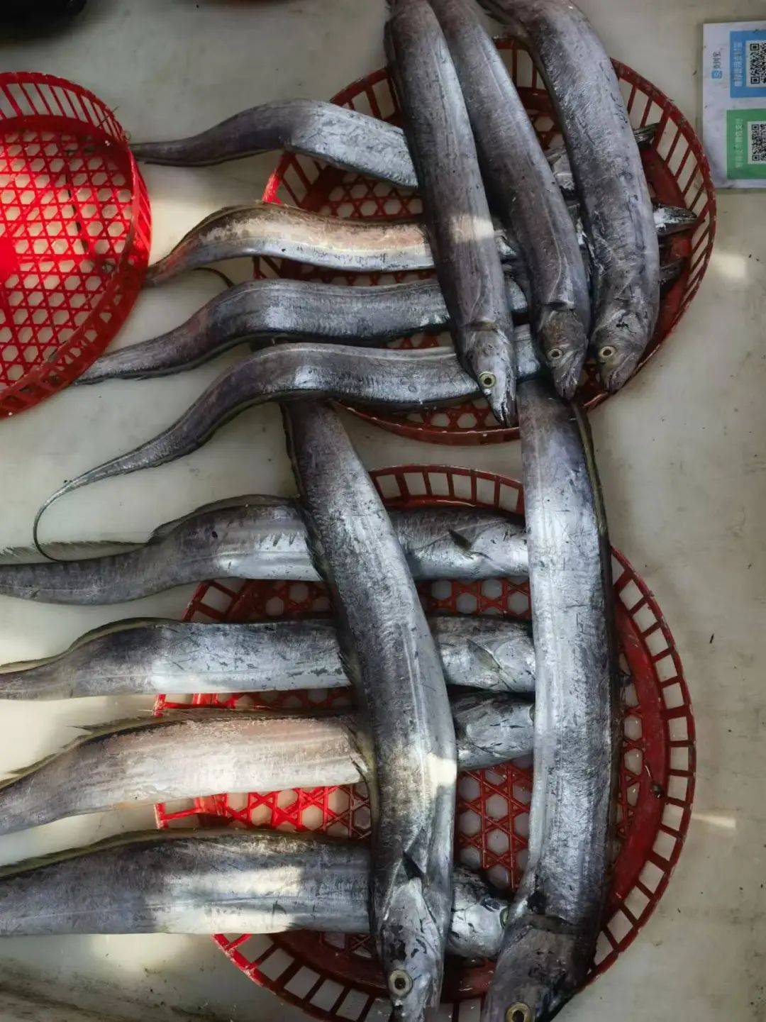 带鱼为什么有的特别便宜为什么在线