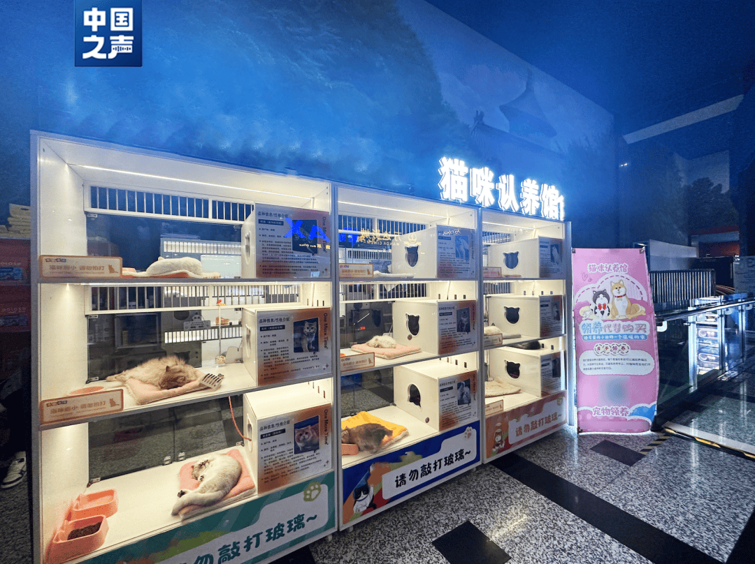 警惕“免费领养”背后暗藏“猫贷”套路(图2)