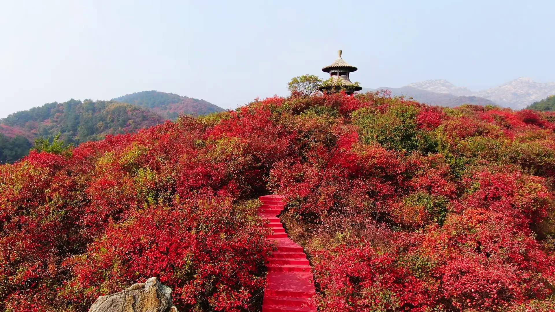 不赏红叶,怎知秋天的诗意,趁时光正好,来桐柏邂逅漫山遍野的红叶吧 新