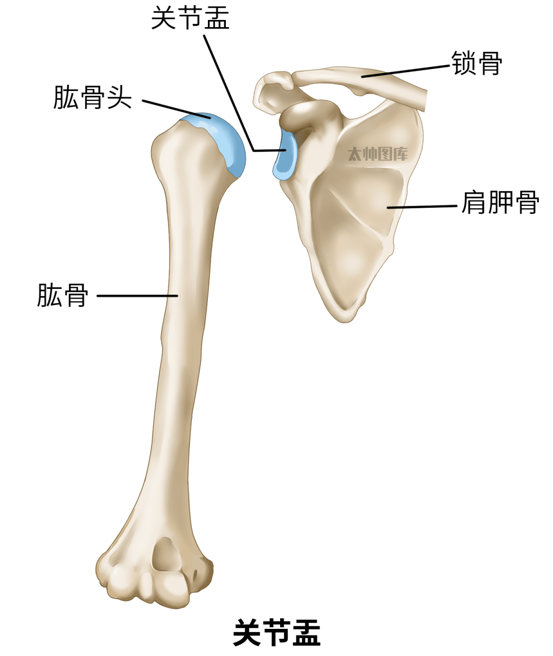 和内旋,这种异常位置会导致肩胛骨与肩关节,肱骨的协调运动出现问题