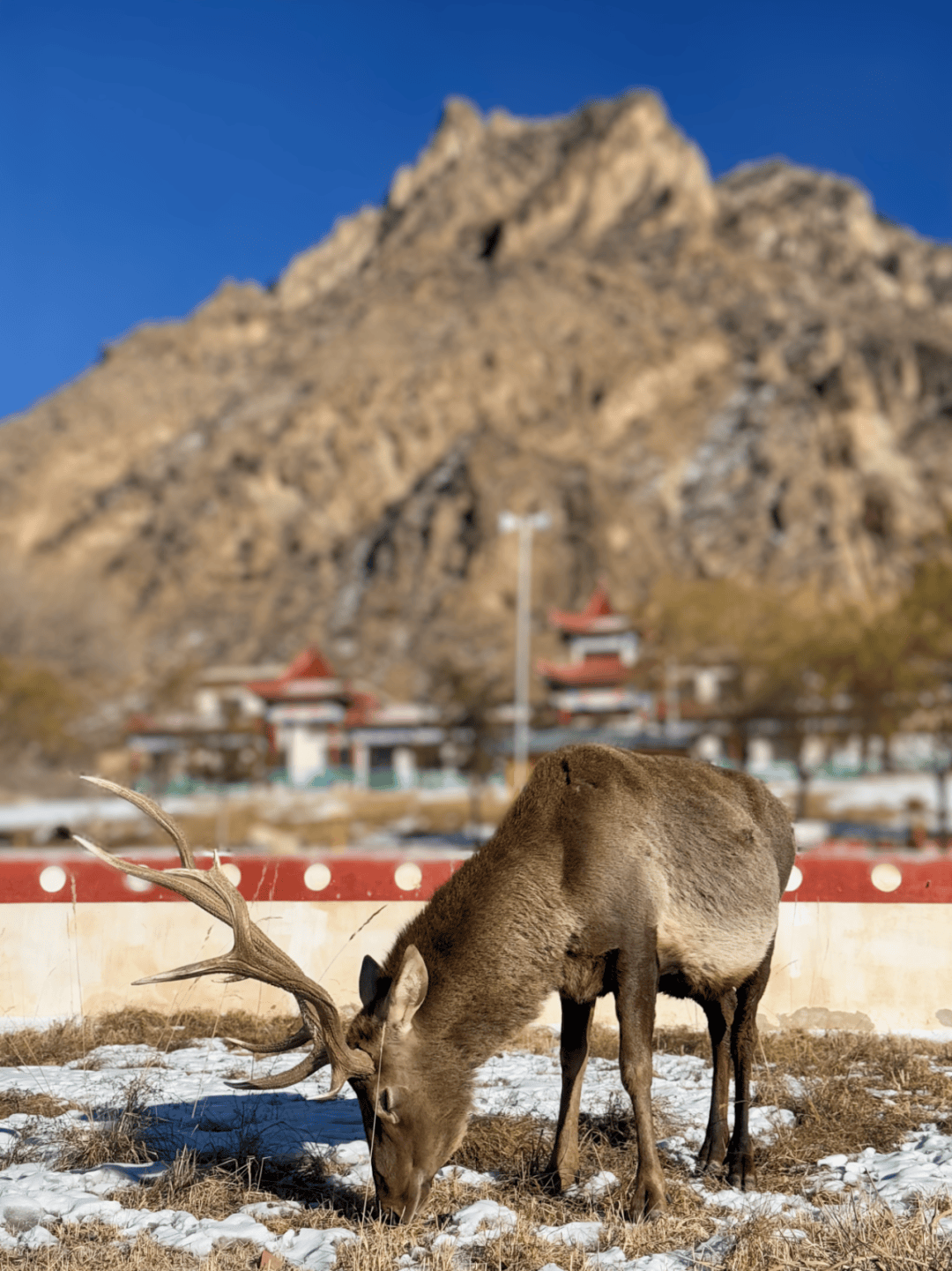 走进贺兰山,邂逅冬日山野"精灵"
