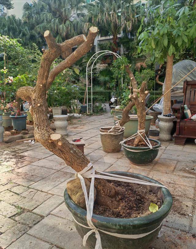 福建一大叔,用一根"铁丝",将三角梅养出"悬崖桩",美绝了