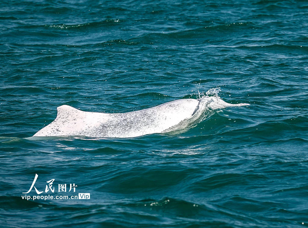 广西钦州:中华白海豚逐浪三娘湾