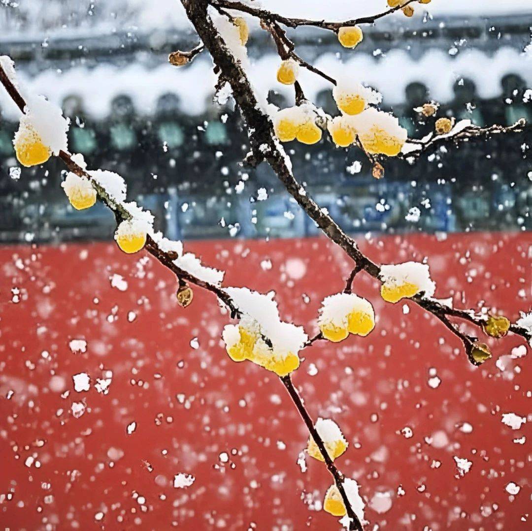 经典音乐:一曲《梅花雪》寒尽春来,静待花开_馈赠_风霜_冬日