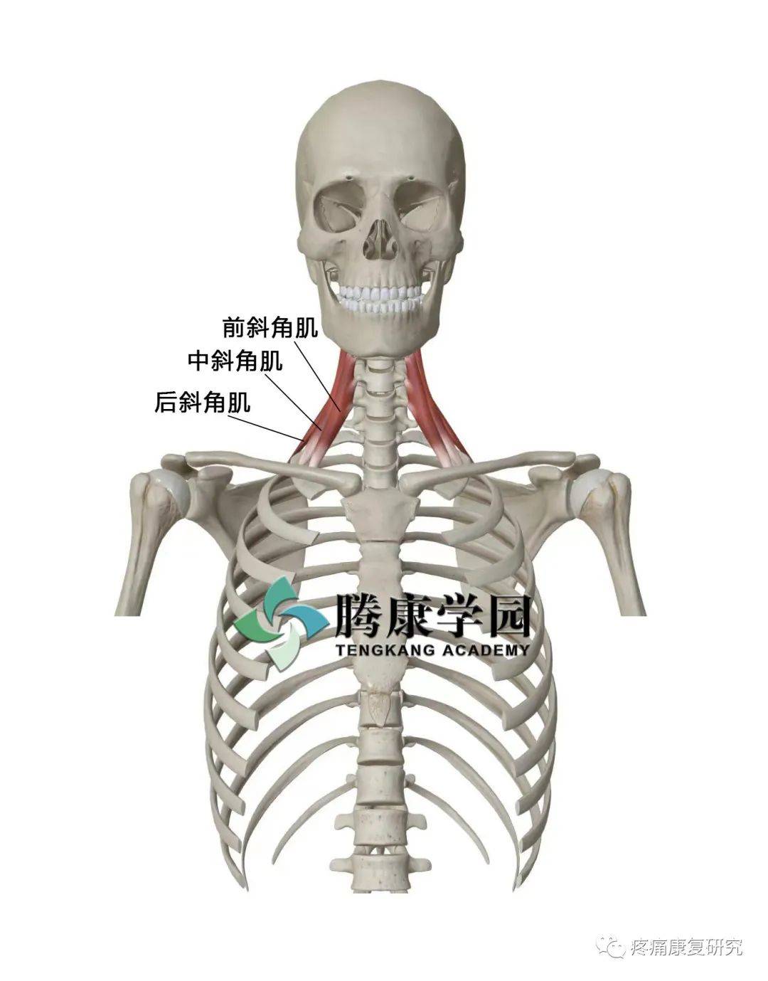 上交叉综合征的诊断标准和运动训练