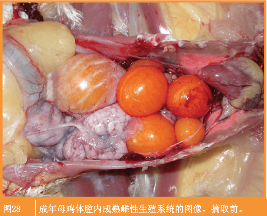 家禽解剖技术:从胸腺到法氏囊,关键细节不可忽视!