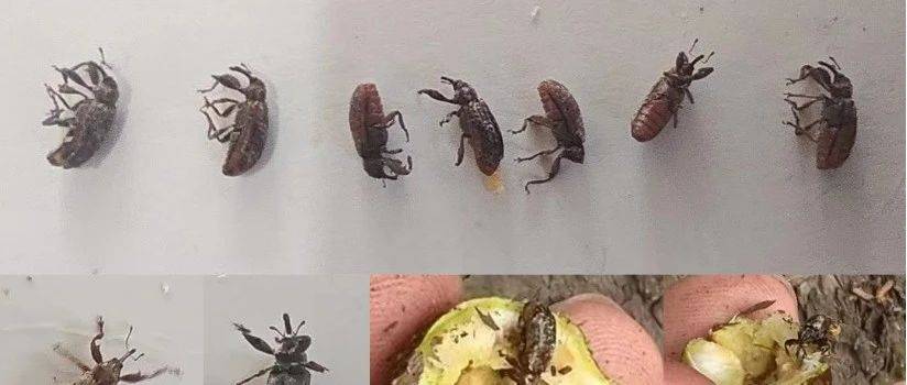 竹林物种日志|昆虫篇——北京枝瘿象_虫瘿_植物_组织