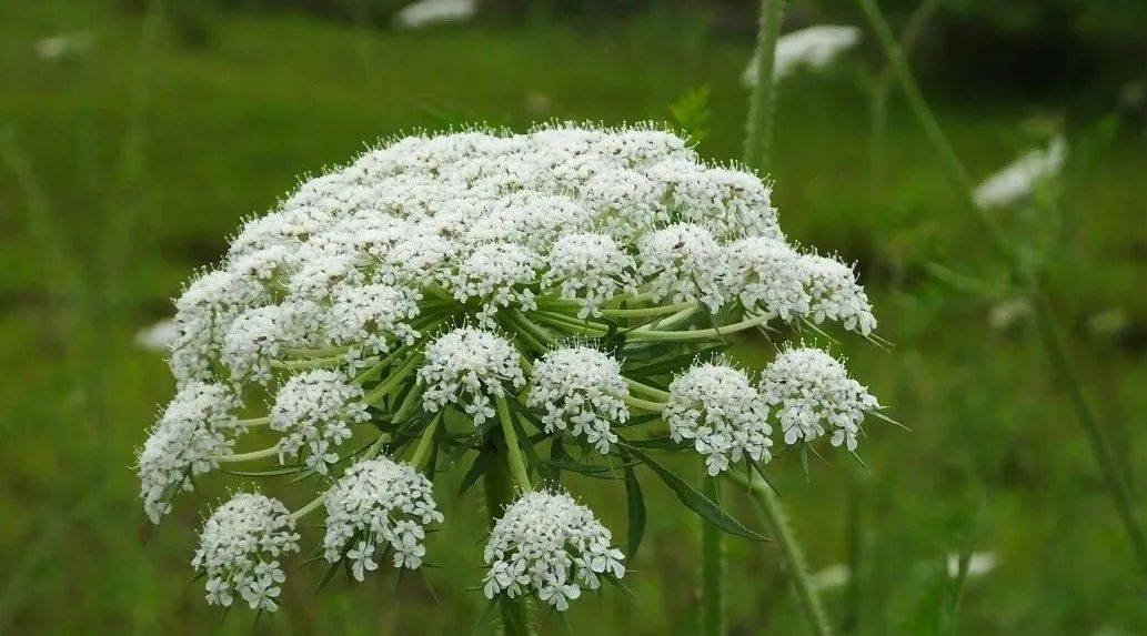 植物之中的"蛇"之蛇床