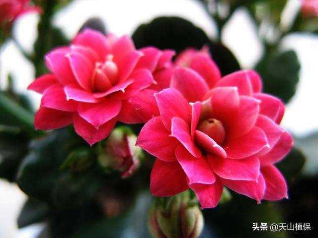 你知道什么花好养吗