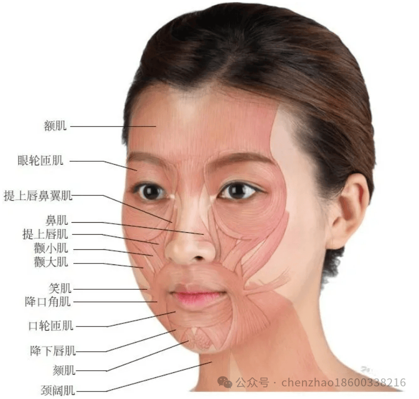 针刀面部精细解剖学