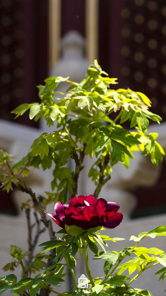 图片[13]-春节遇上“国色天香” 看看年宵花里的“中式美学” -华闻时空