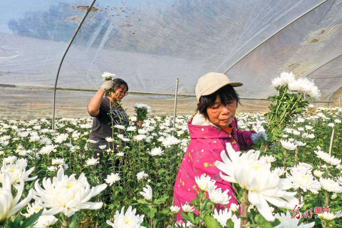 采摘鲜花供春节市场6686体育入口(图1)