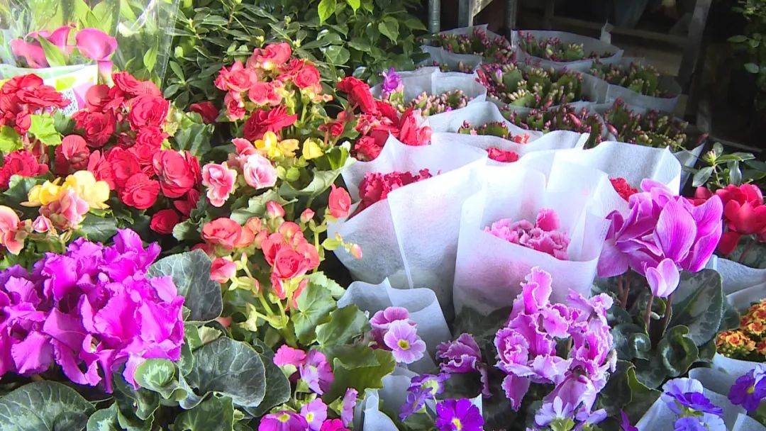 6686体育app春节临近 花卉市场春意盎然(图1) 6686体育app春节临近 花卉市场春意盎然(图1)