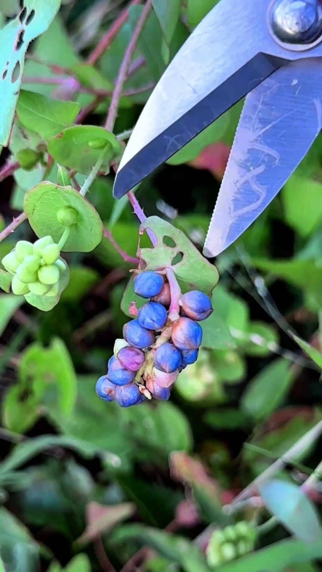 这种植物是杠板归,又名蛇退草,农村人采摘它的紫色果实 三农 植物科普