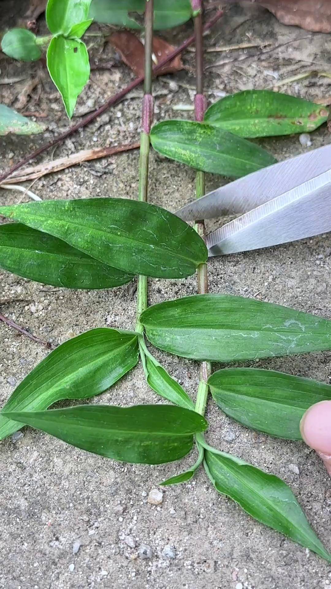 竹叶菜,叶子像竹叶,别名鸭跖草,农村人常剪取它的嫩叶dou来广东百千万