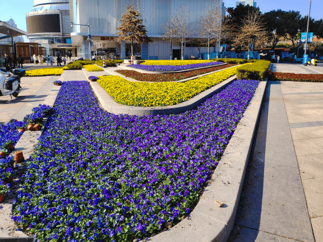 中山路沿线的花卉布置游‍园盛事,乐迎新春春节期间,我市9个公园