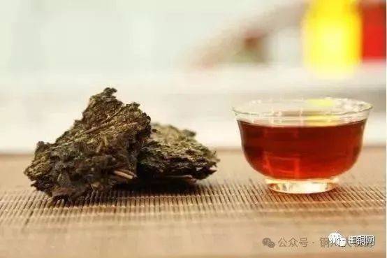 龙柏芽茶图片