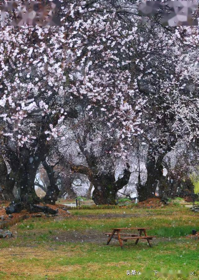 帕邦喀寺：春日桃花盛景中的千年古寺，帕邦喀寺桃花季：邂逅历史与春光的交融