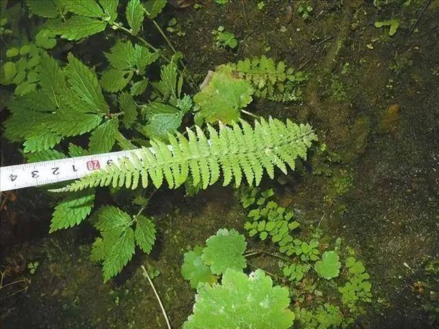 光叶蕨的传奇：近乎灭绝后的种群复苏 珍稀植物光叶蕨：消失40年后的重现与保护