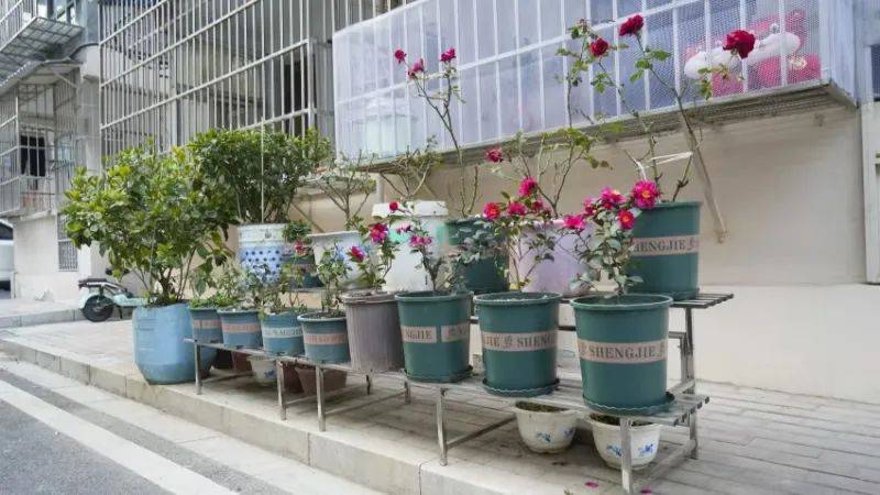 清洁家园在行动丨最美九游娱乐小区：西城街道铁树小区(图6)