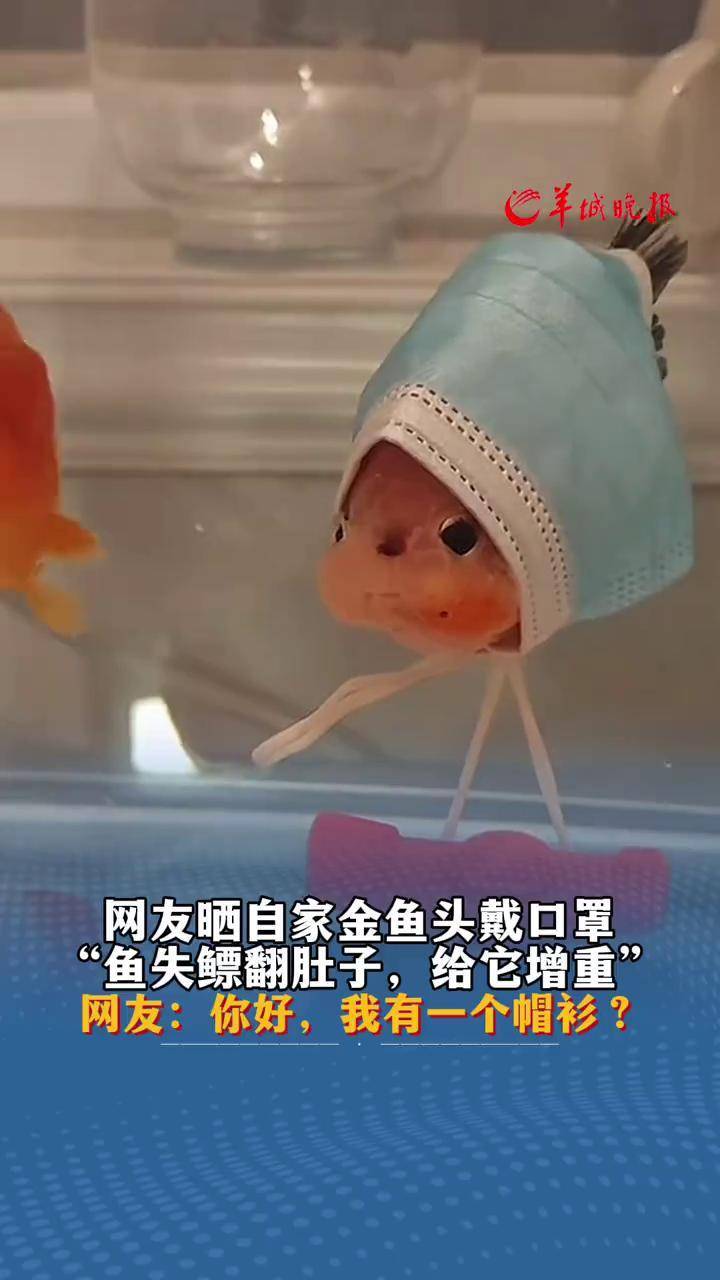 网友晒自家金鱼头戴口罩 "鱼失鳔翻肚子,给它增重" 网友:你好,我有一