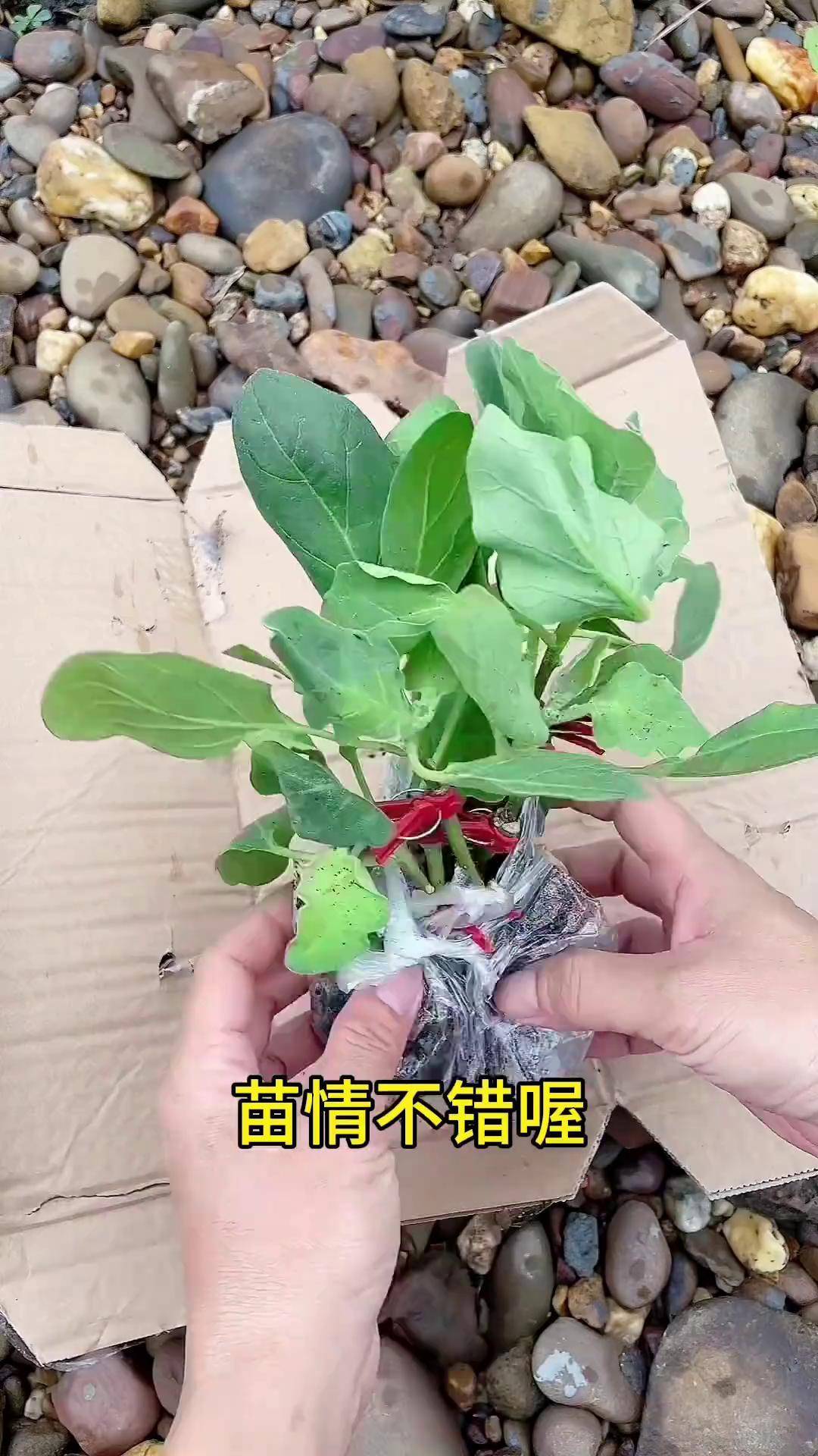 懒人种植农作物(懒人种地适合种什么农作物)