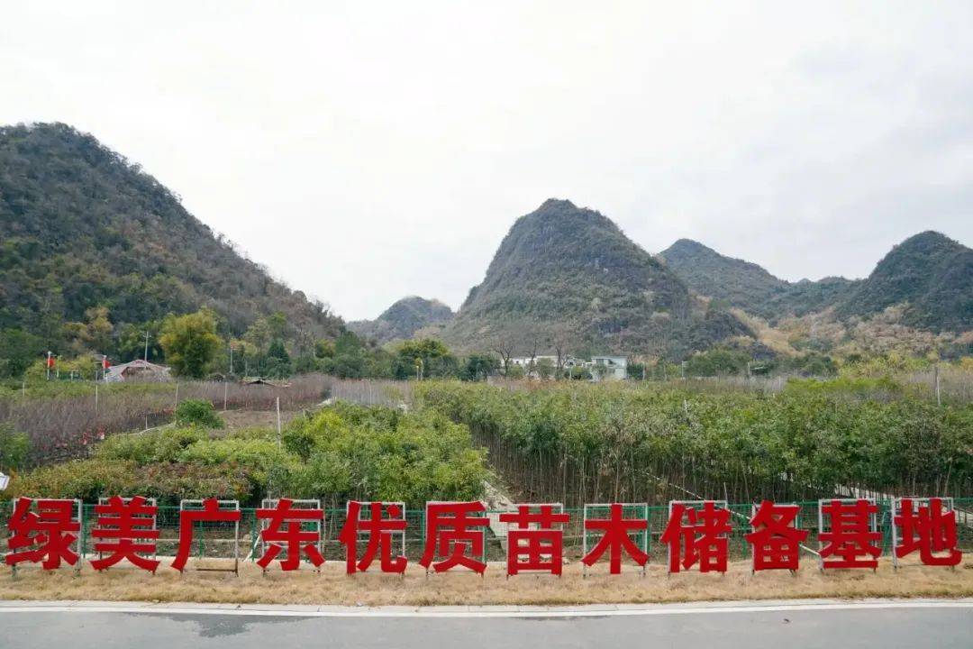 连南：苗木供应和技术支撑两手抓扎实做好乡村绿化工作(图1)