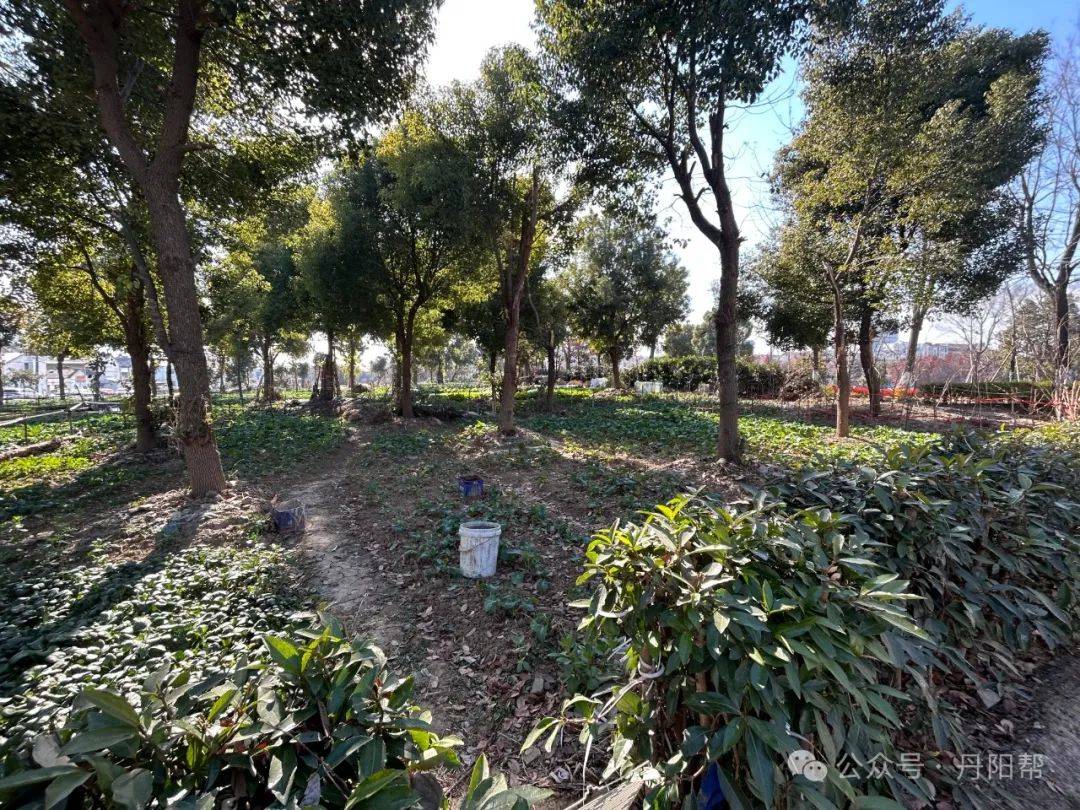 绿化被开垦成菜园？丹阳这处风景带被毁……环球360网址(图1)