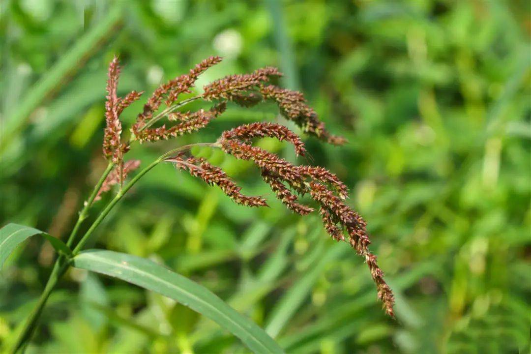 杨海青:花园里的稗草