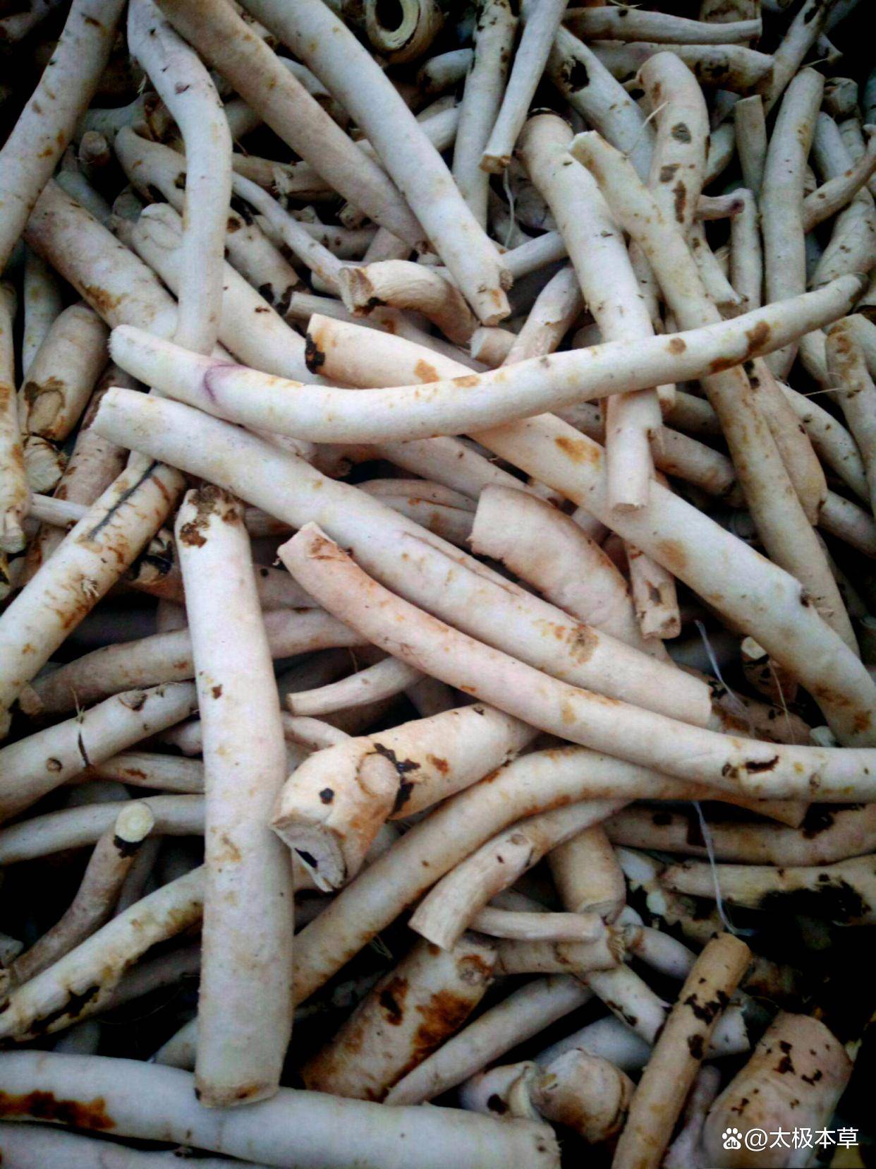 揭秘中药白芍:千古名方中的“万金油”_芍药_治疗_功效
