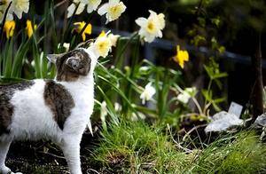 水仙花对猫有毒吗？中毒有啥症状？怎么处理？_搜狐网