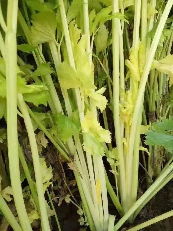 消除烦躁有很大的帮助芹菜中的铁含量比较高 能够起到补血的作用 缺铁