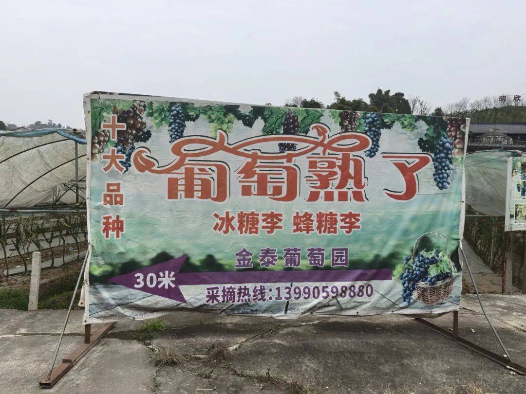 新农人· 新农开云体育入口路 ▏罗兆荣：金泰葡萄园的绿色梦想(图1)