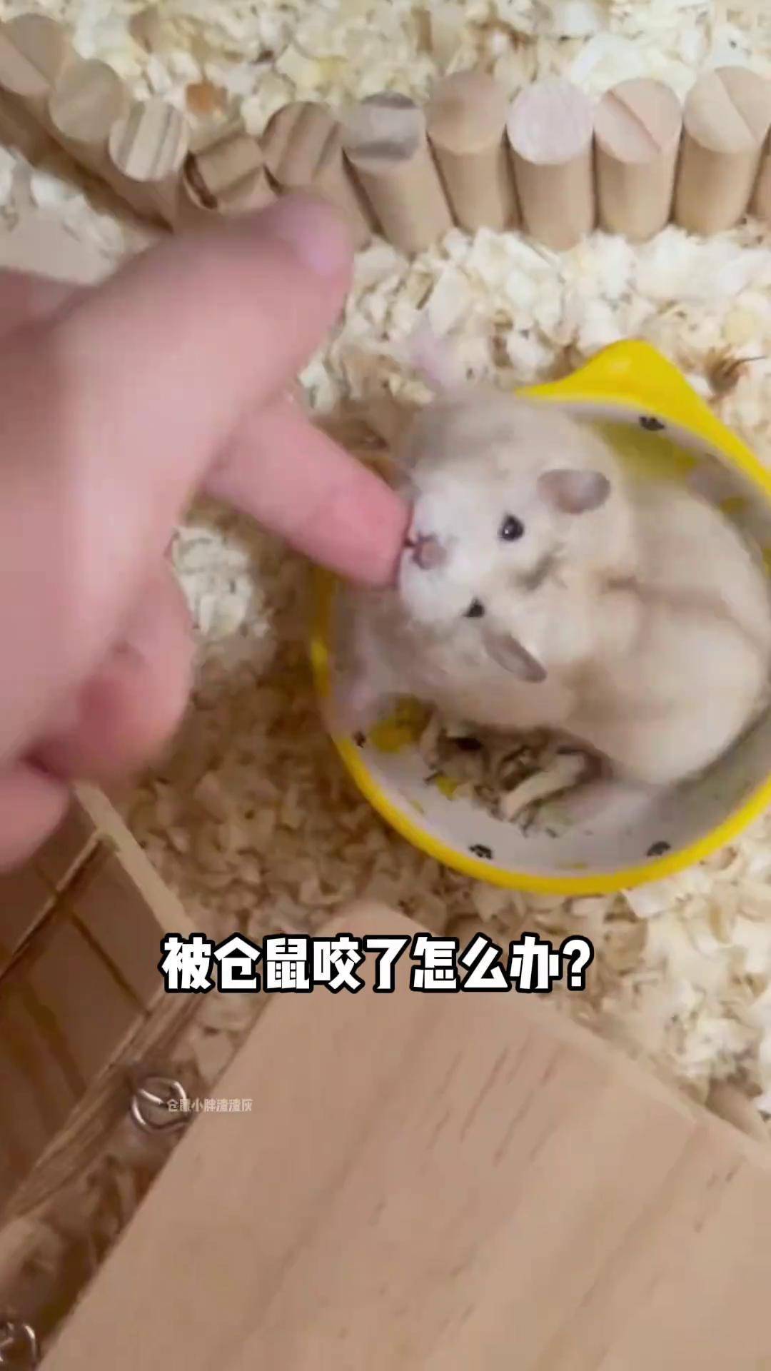 被仓鼠咬了怎么办?养鼠日常分享 金丝熊 仓鼠