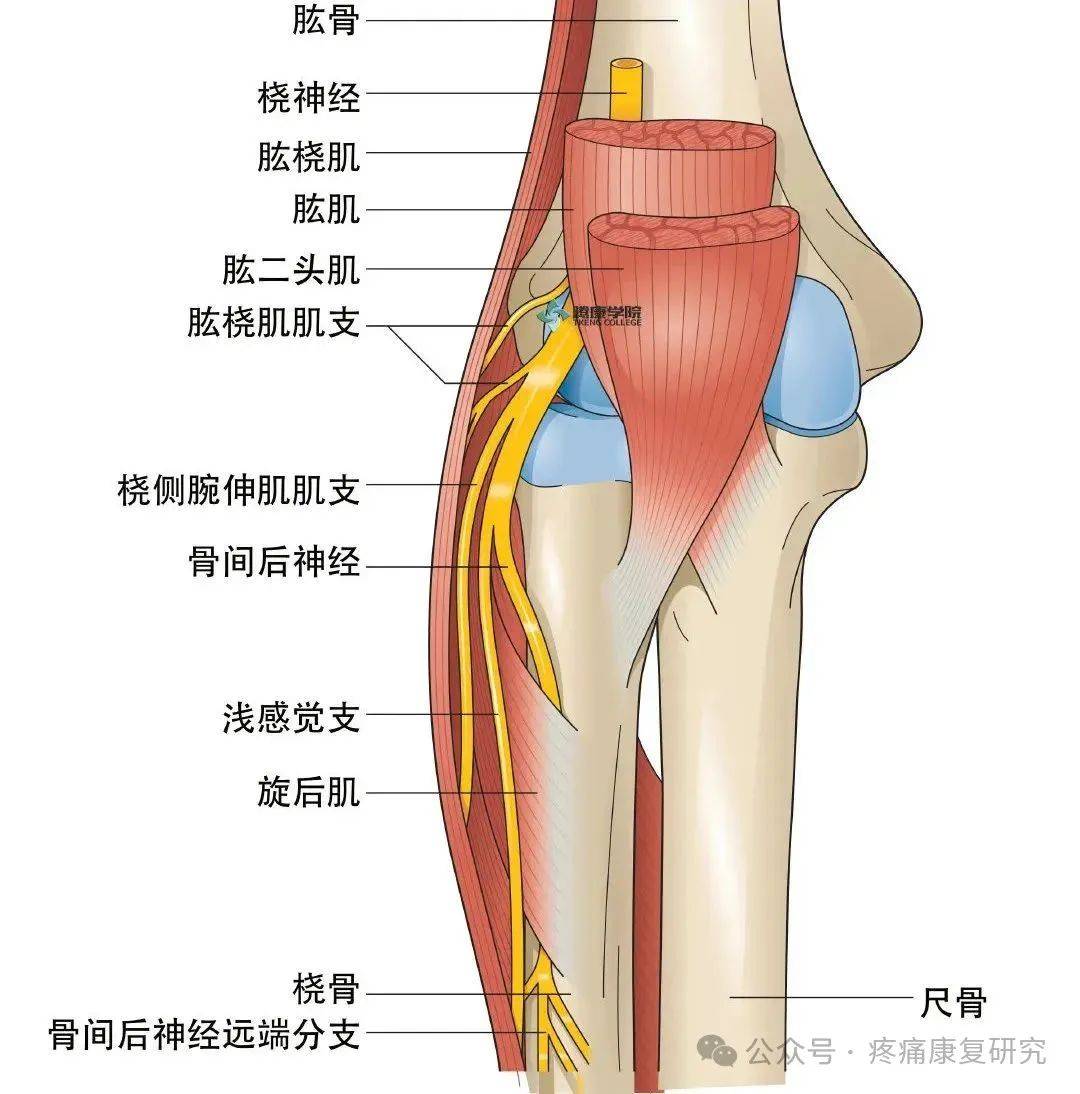 肱肌的双重神经支配:你不知道的肌肉控制奥秘