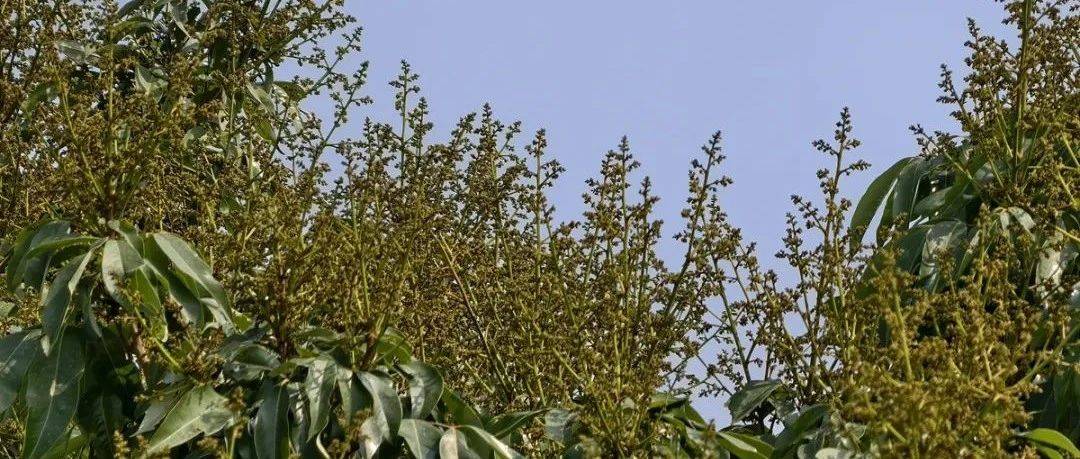 电白荔枝花开!_种植_面积_品种