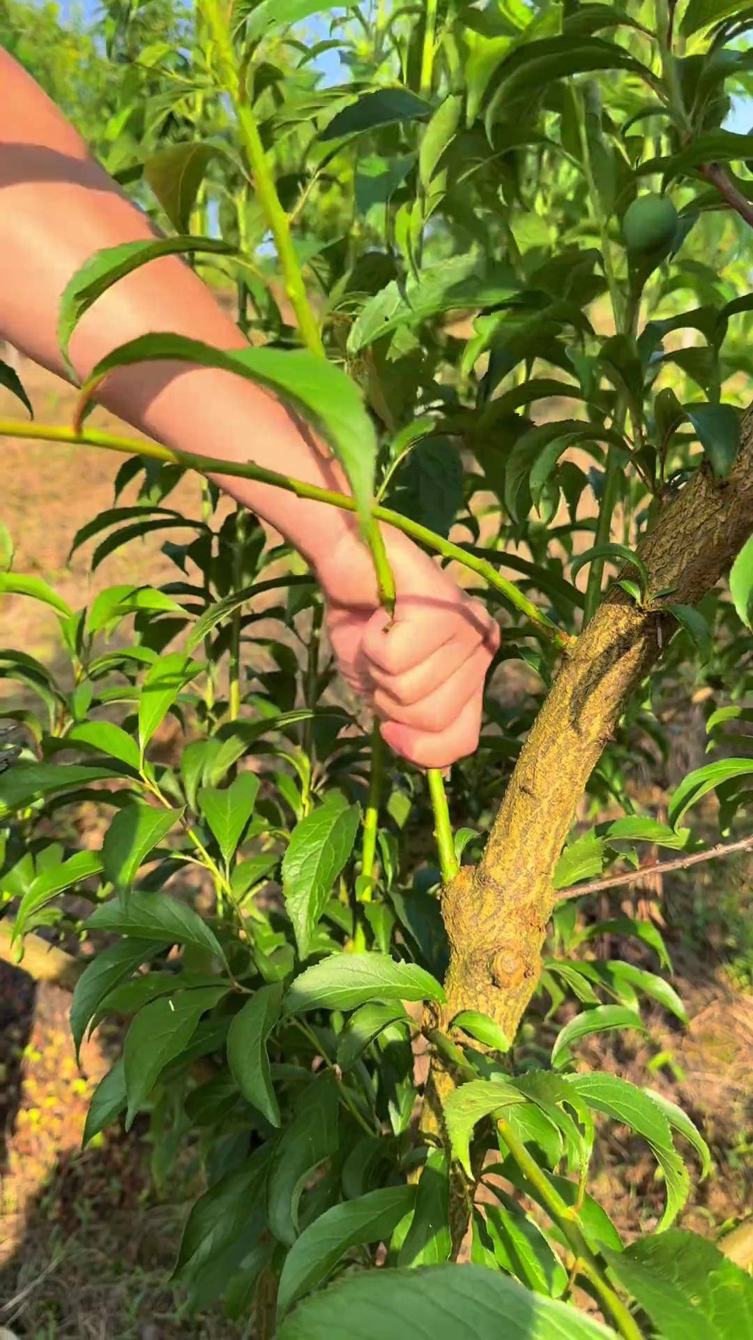 扭梢可以不缺空位提高产量小兵李树修剪法 来抖音学农技新农人计划