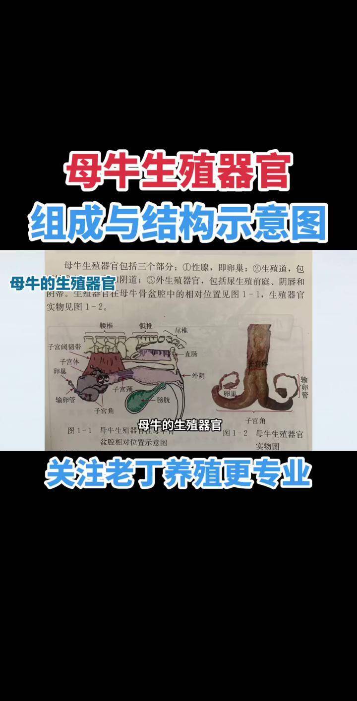 母牛生殖器官组成与结构示意图养牛牛病母牛生殖器官 繁殖母牛 兽医师