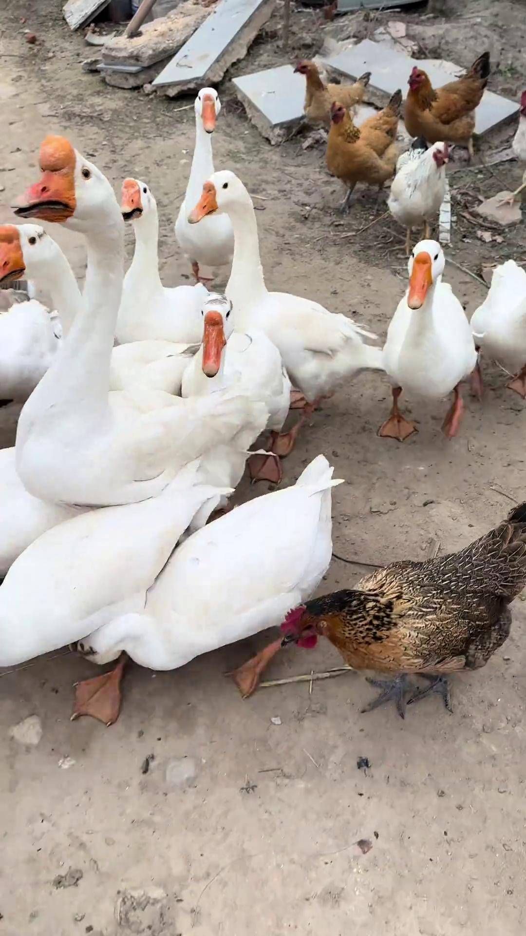 童年时,放学就敢鸭鹅生态放养 大鹅