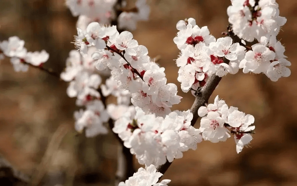 一分钟教你学会：如何区分樱花、桃花和梅花？