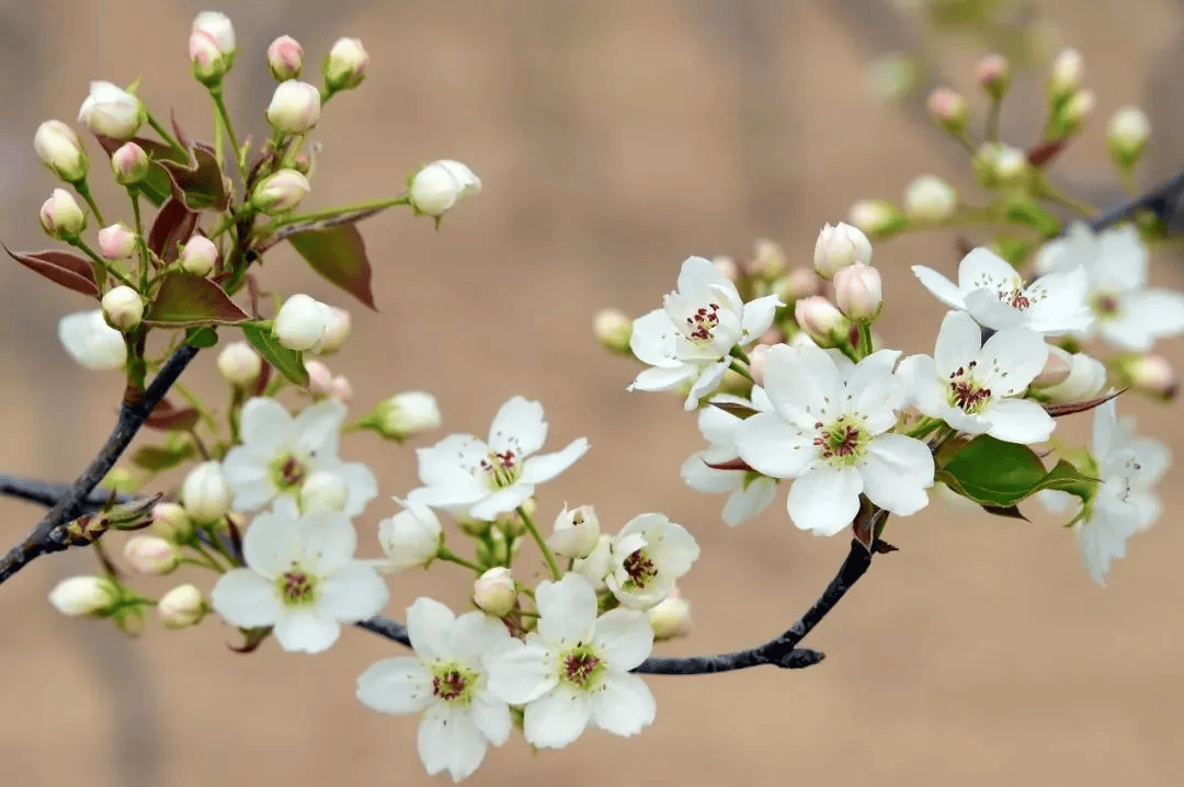 一分钟教你学会：如何区分樱花、桃花和梅花？