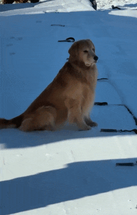 冬天泳池被封,大金毛整天垮着小脸,像极了失恋