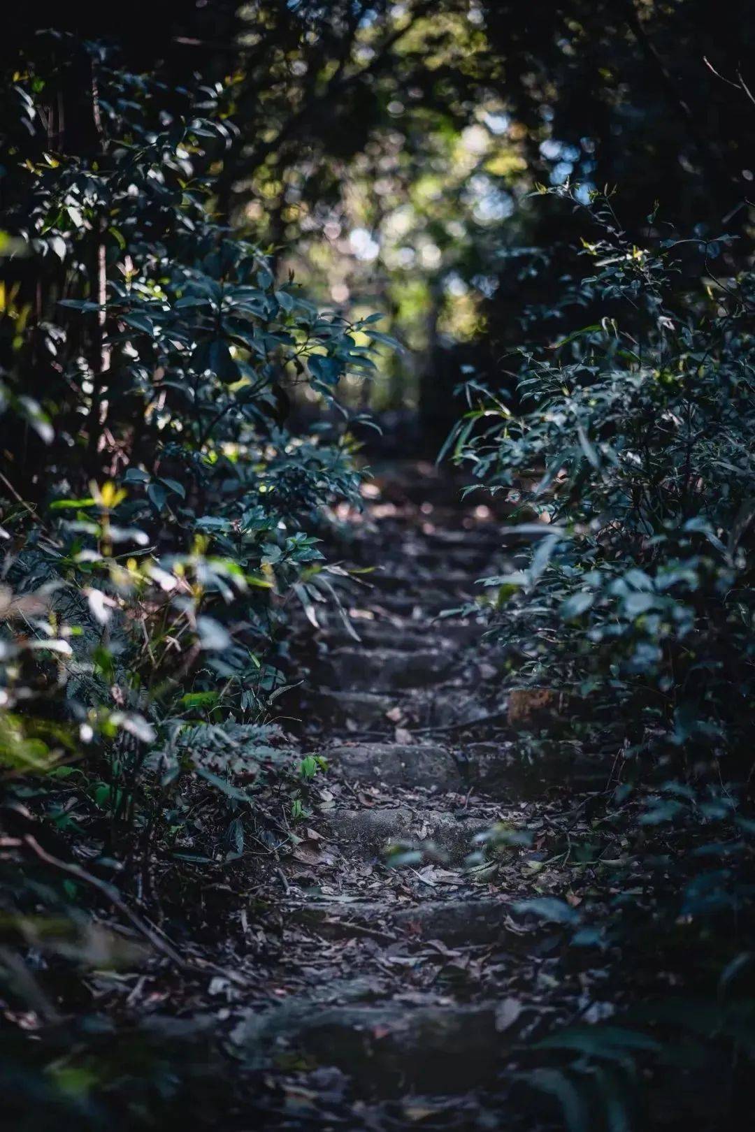 古道现遗存散落各处如今保存完好的有小和山上金莲寺附近一段竹林